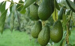 Premium Kenyan Hass Avocado | Grade 1 Export Quality | 4kg Reefer Cartons - Image 3